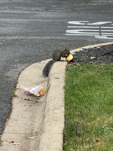 Eastern Gray Squirrel