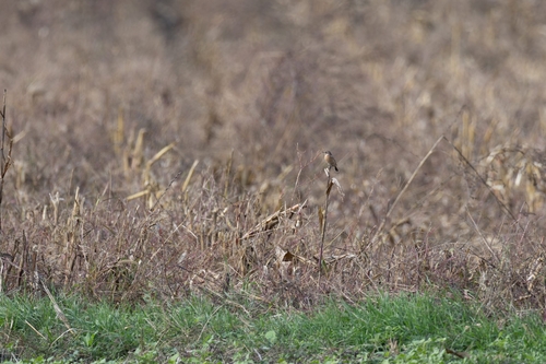 European Stonechat