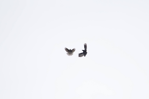 Eurasian Sparrowhawk