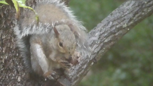 Eastern Gray Squirrel