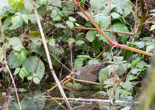 Spotted Crake