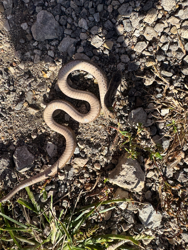 DeKay's Brownsnake