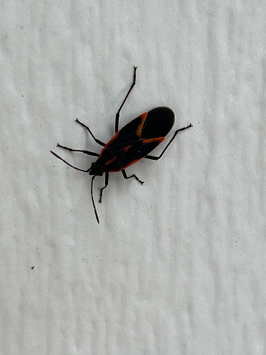 Eastern Boxelder Bug