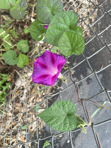 common morning-glory