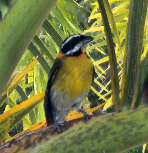 Puerto Rican Spindalis