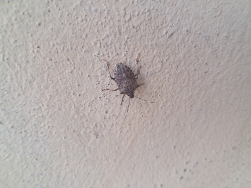 Brown Marmorated Stink Bug
