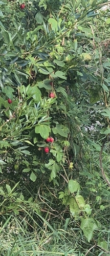 scarletfruit passionflower