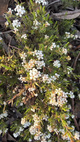 common beard-heath
