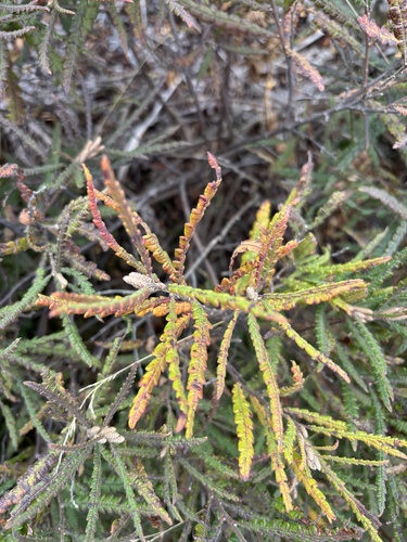 sweetfern