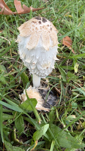 Shaggy Mane