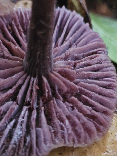 Amethyst Deceiver