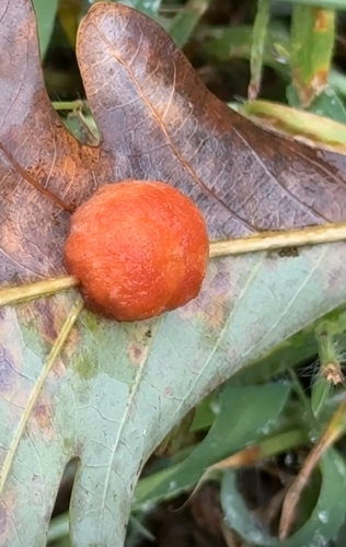 Druon quercusflocci