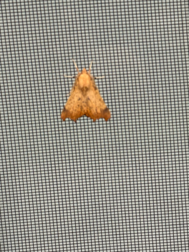 Maple Spanworm Moth
