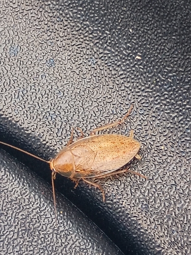 Tawny Cockroach