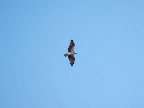 Osprey
