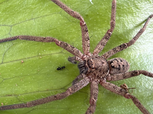 Jungle Huntsman Spider