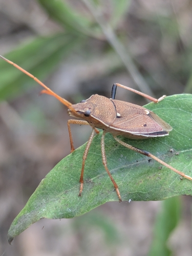 Poecilometis gravis
