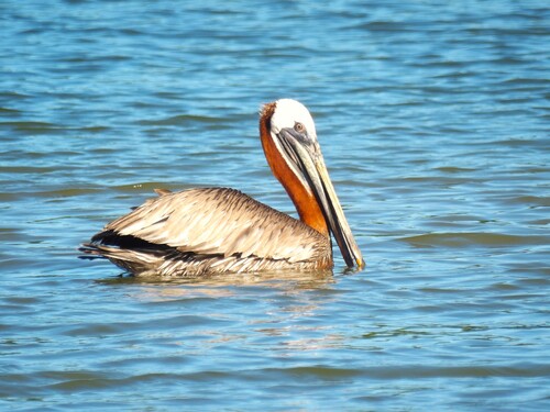 Brown Pelican