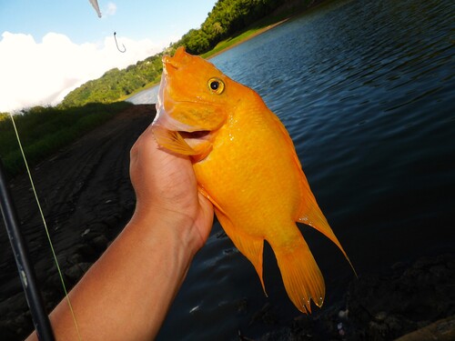 Red Devil Cichlid