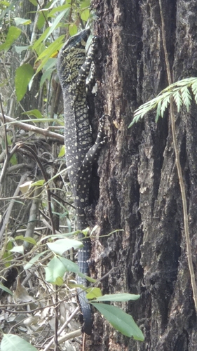 Lace Monitor