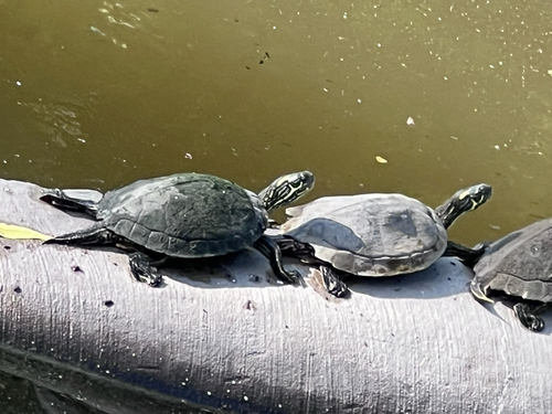 Texas Cooter