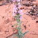 Buckley's Beardtongue - Photo (c) Marv, all rights reserved, uploaded by Marv