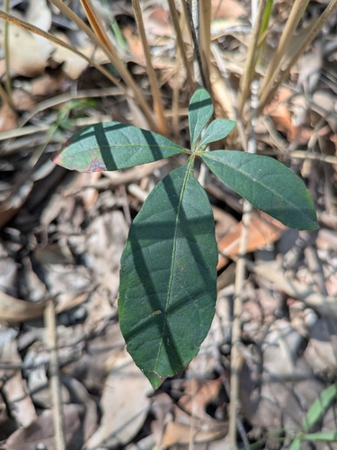 Pepper Vine