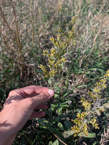 field goldenrod