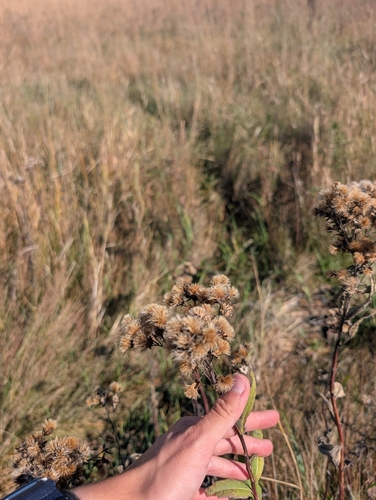 Smooth Ironweed