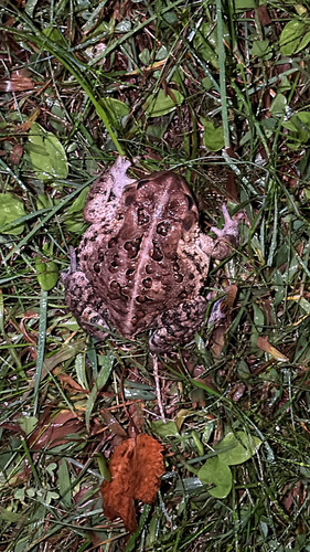 American Toad