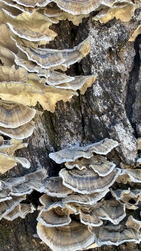 turkey-tail