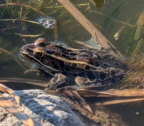 Northern Leopard Frog