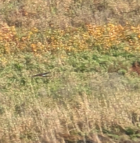 Northern Harrier