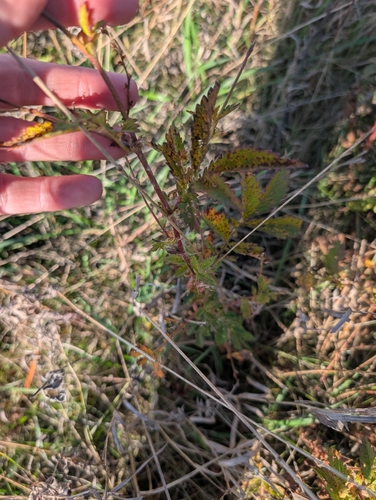 roadside agrimony