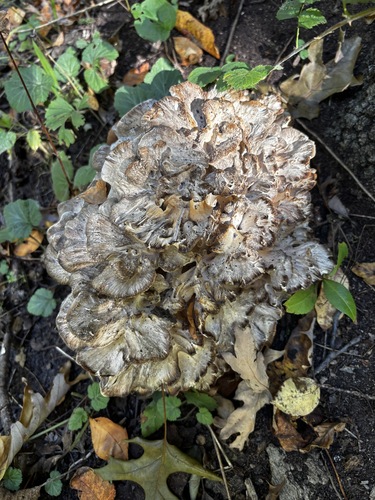 hen of the woods
