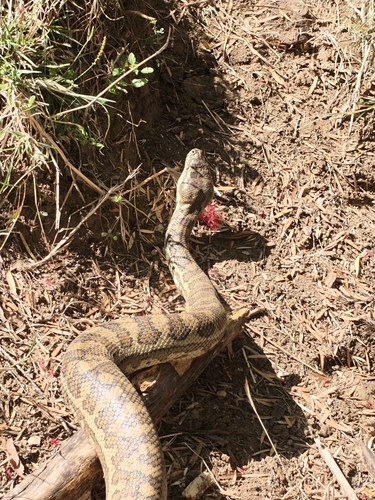 Coastal Carpet Python