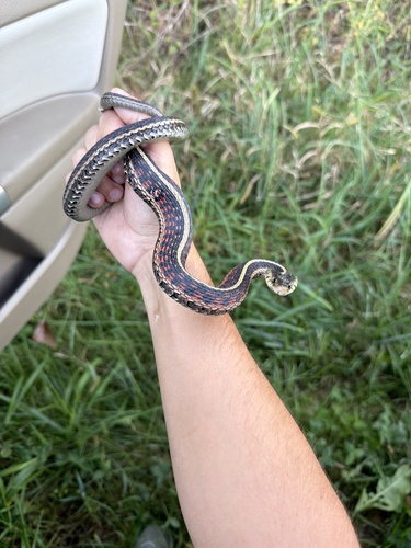 Common Garter Snake