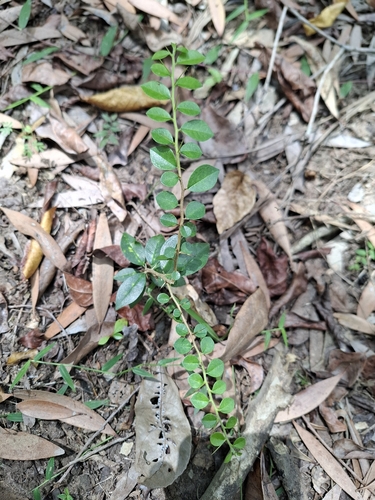 Cockspur Thorn