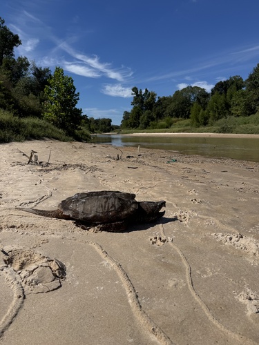 Alligator Snapping Turtle observed by joseph_fiorenza