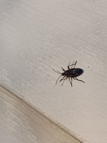 Eastern Boxelder Bug