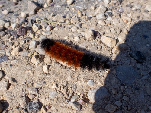 Isabella Tiger Moth