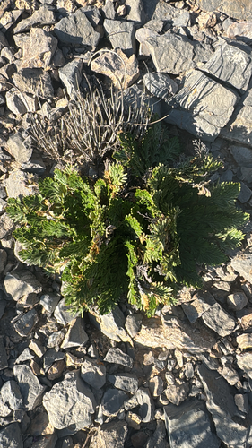 resurrection plant
