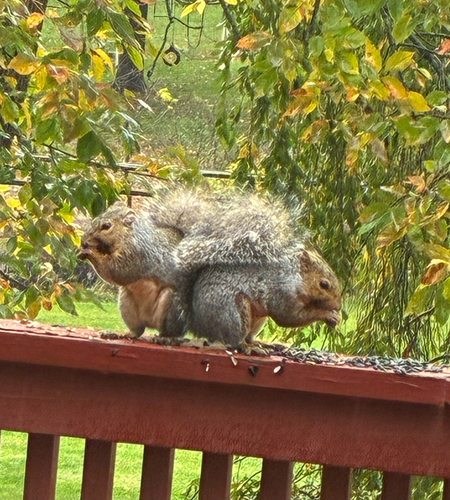 Eastern Gray Squirrel