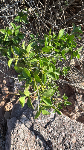 desert myrtlecroton