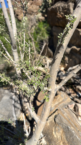 Narrowleaf Forestiera