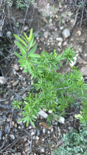 Narrowleaf Forestiera