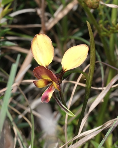 Wallflower orchid