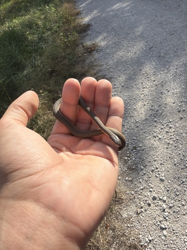 Graham's Crawfish Snake