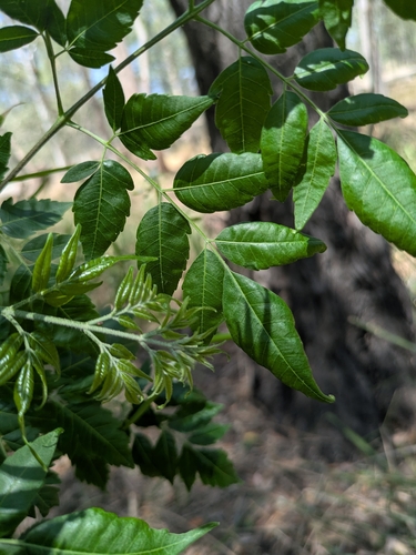 Chinaberry