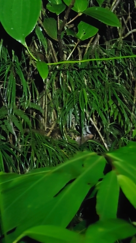 Banded Linsang